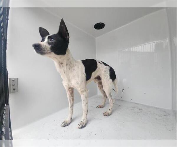 Medium Photo #1 Chihuahua-Unknown Mix Puppy For Sale in Houston, TX, USA