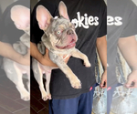 Small Photo #1 French Bulldog Puppy For Sale in CHINO, CA, USA