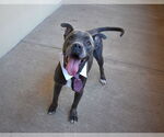 Small American Pit Bull Terrier Mix