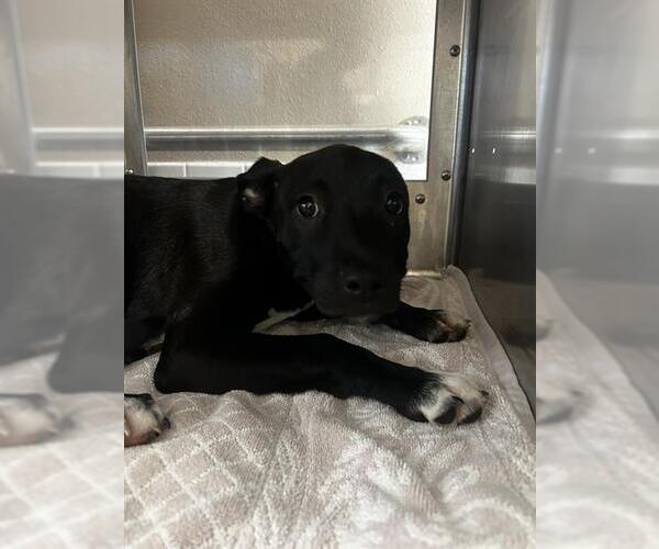 Medium Photo #1 Mutt Puppy For Sale in Chula Vista, CA, USA