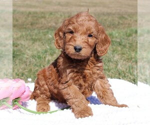 Goldendoodle-Poodle (Miniature) Mix Puppy for sale in EPHRATA, PA, USA