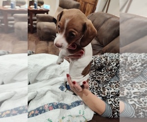 Dachshund Puppy for sale in BENTONVILLE, AR, USA