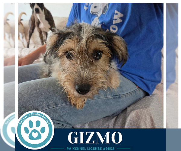 Medium Photo #2 Shih Tzu-Unknown Mix Puppy For Sale in Kimberton, PA, USA
