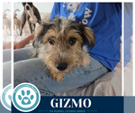 Small #1 Shih Tzu Mix