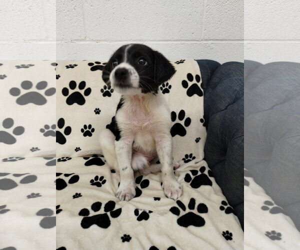 Medium Photo #2 Beagle Puppy For Sale in York, SC, USA