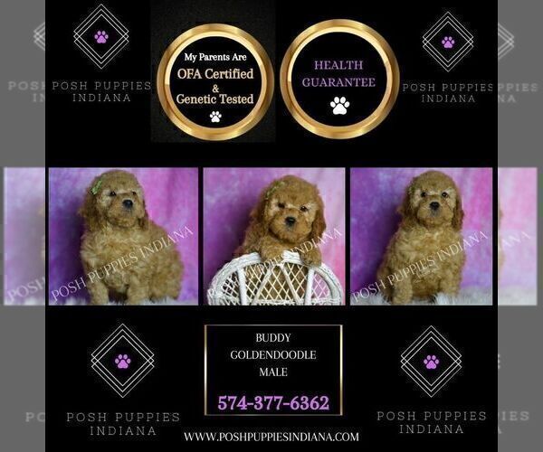Medium Photo #43 Goldendoodle (Miniature) Puppy For Sale in WARSAW, IN, USA
