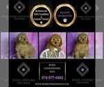 Small Photo #43 Goldendoodle (Miniature) Puppy For Sale in WARSAW, IN, USA