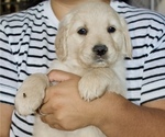 Puppy Blanca White Golden Retriever