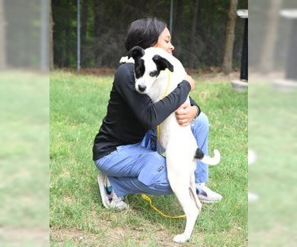 Medium Photo #4 Mutt Puppy For Sale in Glen Allen, VA, USA