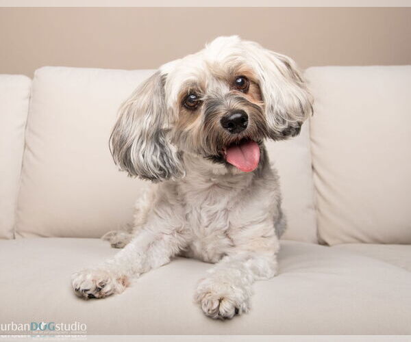 Medium Photo #1 Mutt Puppy For Sale in Tampa, FL, USA