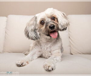 Mutt Dogs for adoption in Tampa, FL, USA