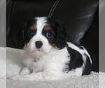 Small Photo #162 Cavalier King Charles Spaniel Puppy For Sale in HOWLAND, OH, USA