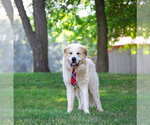 Small #2 Great Pyrenees Mix