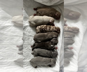 French Bulldog Puppy for sale in MIAMI, FL, USA
