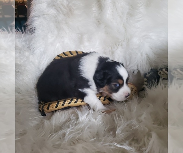 Medium Photo #33 Australian Shepherd Puppy For Sale in PROVIDENCE FORGE, VA, USA