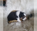 Small #32 Australian Shepherd