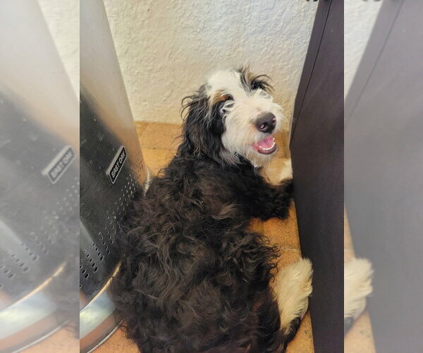 Medium Photo #2 Bernese Mountain Dog-Unknown Mix Puppy For Sale in Valrico, FL, USA