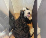 Small #1 Bernese Mountain Dog Mix