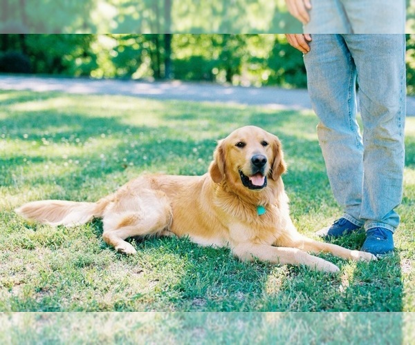 Medium Photo #2 Golden Retriever Puppy For Sale in GROVETOWN, GA, USA
