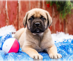 Small Photo #24 Mastiff Puppy For Sale in WAKARUSA, IN, USA