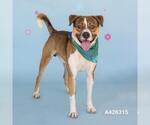 Small #1 American Pit Bull Terrier Mix
