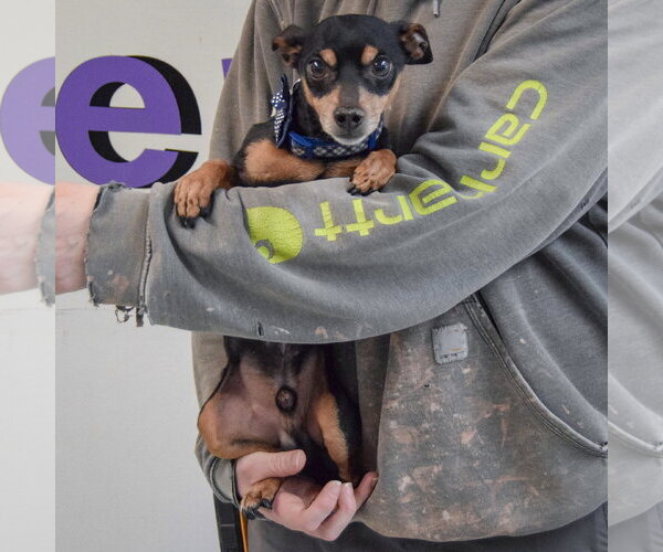 Medium Photo #5 Chipin Puppy For Sale in Huntley, IL, USA