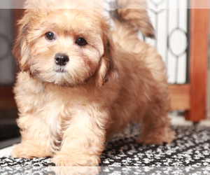 ShihPoo Puppy for sale in NAPLES, FL, USA