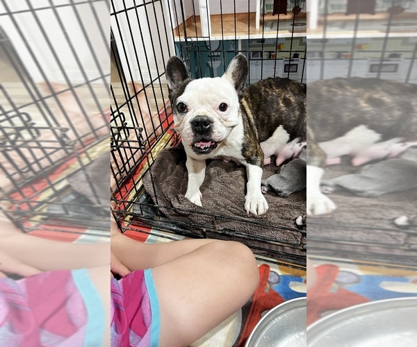 Medium Photo #17 French Bulldog Puppy For Sale in BUCKEYE, AZ, USA