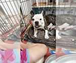 Small #16 French Bulldog