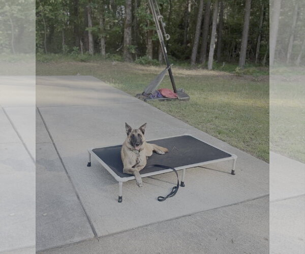 Medium Photo #4 Mutt Puppy For Sale in Stevens Point, WI, USA