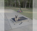 Small #3 Mutt