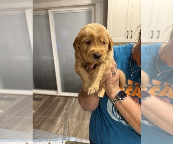 Medium Photo #13 Golden Retriever Puppy For Sale in GARDNERVILLE, NV, USA