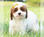 Puppy toby Cavapoo (Miniature)