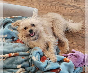 Mutt Dogs for adoption in Philadelphia, PA, USA