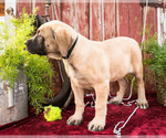 Small Photo #6 Mastiff Puppy For Sale in WAKARUSA, IN, USA