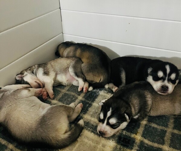 Medium Photo #1 Siberian Husky Puppy For Sale in MARTINSBURG, WV, USA