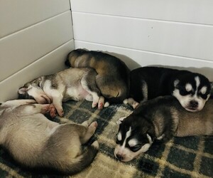 Siberian Husky Puppy for sale in MARTINSBURG, WV, USA