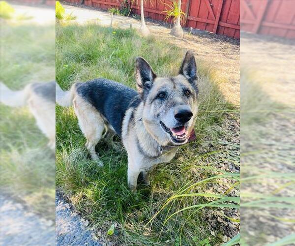 Medium Photo #2 German Shepherd Dog Puppy For Sale in Santa Barbara, CA, USA