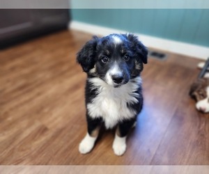 Miniature Australian Shepherd Puppy for Sale in PETERSBURG, Tennessee USA