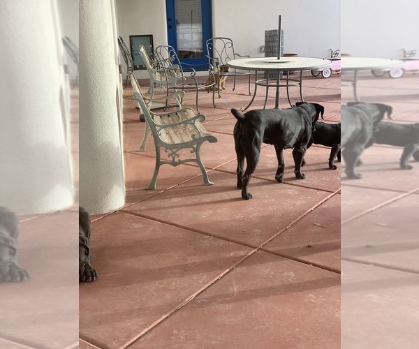 Medium Photo #70 Boerboel Puppy For Sale in LAS CRUCES, NM, USA