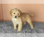 Puppy Brutus Golden Cavadoodle
