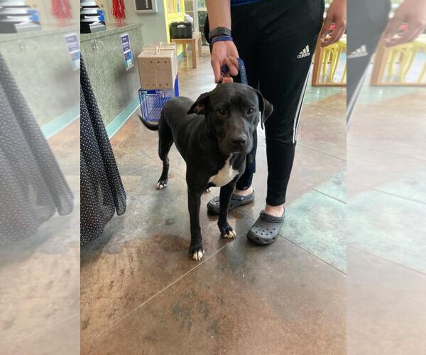 Medium Photo #1 Labrador Retriever-Unknown Mix Puppy For Sale in Lacombe, LA, USA