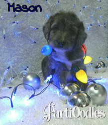 Lab-Pointer-Poodle (Miniature) Mix Puppy for sale in MILLVILLE, MN, USA