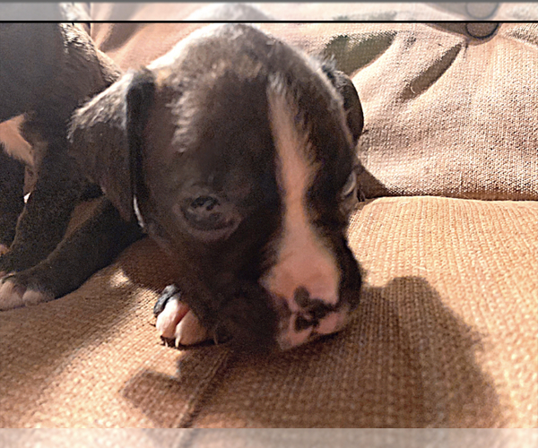 Medium Photo #1 Boxer Puppy For Sale in MECHANICS GROVE, PA, USA