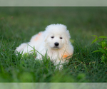Small #4 Great Pyrenees