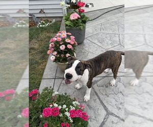 American Pit Bull Terrier-Unknown Mix Dogs for adoption in Belleville, MI, USA
