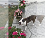 Small American Pit Bull Terrier Mix