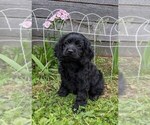 Small Photo #13 Cock-A-Poo Puppy For Sale in SALEM, MO, USA