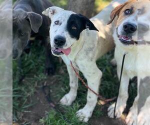 Pyrenees Border Collie Dogs for adoption in Modesto, CA, USA