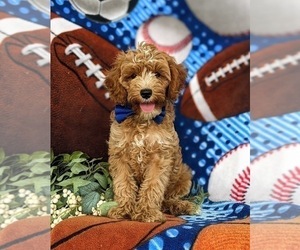 Cavapoo Puppy for sale in NEW HOLLAND, PA, USA